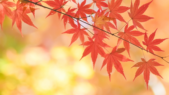【紅葉が綺麗な季節になりました】